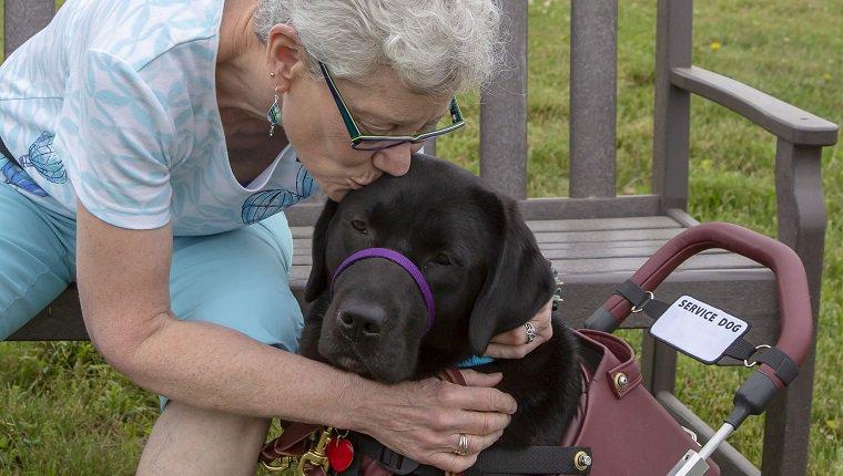 A service dog named Lucee enjoys a kiss from her recipient during a three week "team training" for this newly matched team. The service dog has been trained by Canine Partners for Life, a non-profit service dog training organization in Cochranville, PA, USA. The recipient has MS.