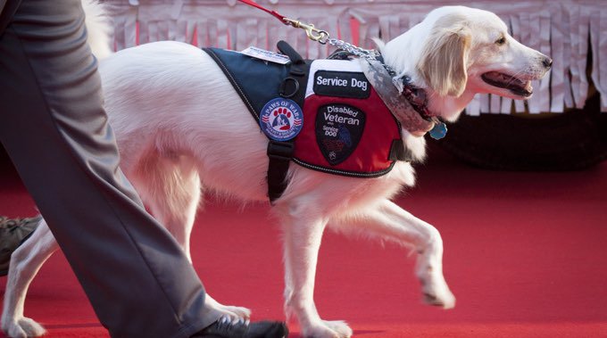 service dog in national service dog month