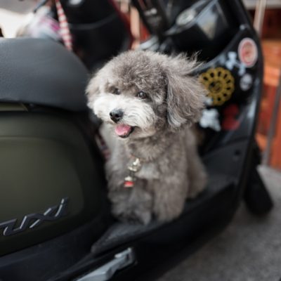 Factors To Consider Before Taking Your Pet On Vacation